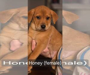 Mutt Dogs for adoption in Jackson Township, NJ, USA