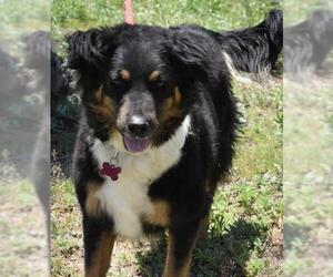 Border Collie Dogs for adoption in Cochise, AZ, USA