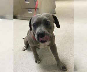 Mutt Dogs for adoption in Riverside, CA, USA