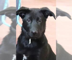 Labrador Retriever Dogs for adoption in Siren, WI, USA