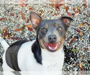 Rat Terrier Dogs for adoption in Santa Rosa, CA, USA