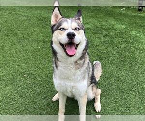 Siberian Husky Dogs for adoption in Orange, CA, USA