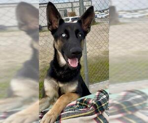 German Shepherd Dog Dogs for adoption in Bakersfield, CA, USA