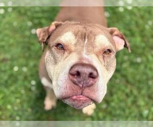 American Pit Bull Terrier-Unknown Mix Dogs for adoption in Tulsa, OK, USA