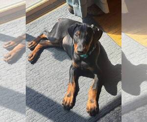 Doberman Pinscher Dogs for adoption in Buffalo, MN, USA