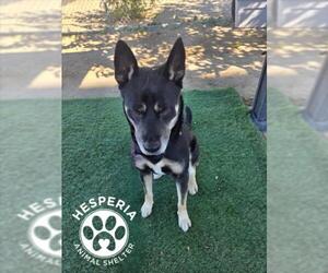 Shepweiller Dogs for adoption in HESPERIA, CA, USA