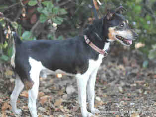 Rat Terrier Dogs for adoption in Santa Barbara, CA, USA