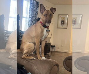 American Pit Bull Terrier-German Shepherd Dog Mix Dogs for adoption in Chandler, AZ, USA