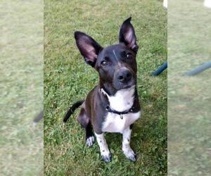 Sheprador Dogs for adoption in Fort Wayne, IN, USA