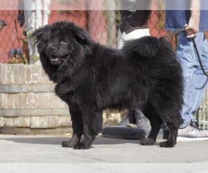 Chow Chow Dogs for adoption in La Mesa, CA, USA
