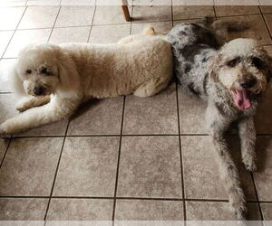 Labradoodle Dogs for adoption in Fenton, MO, USA