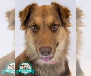 Australian Shepherd-Unknown Mix Dogs for adoption in Kennesaw, GA, USA