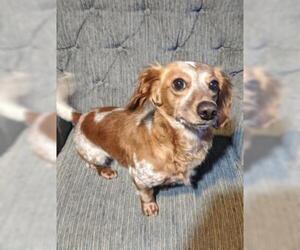 Dachshund Dogs for adoption in Bellbrook, OH, USA