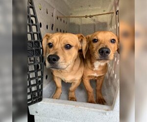 Basschshund Dogs for adoption in Harrisville, WV, USA