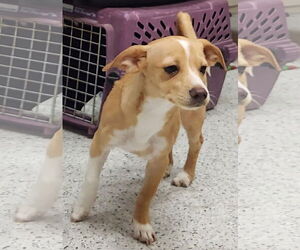 Chiweenie Dogs for adoption in Glendale , AZ, USA