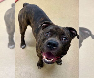 American Pit Bull Terrier-Unknown Mix Dogs for adoption in Derwood, MD, USA