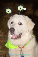 Great Pyrenees Dogs for adoption in north little rock, AR, USA