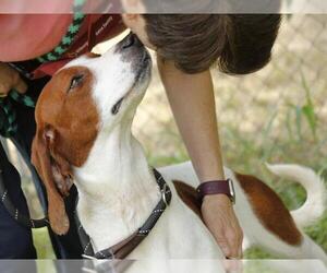 Treeing Walker Coonhound Dogs for adoption in Tallahassee, FL, USA
