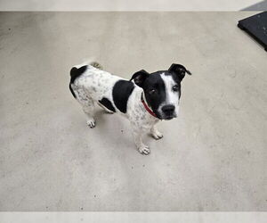 American Pit Bull Terrier-Unknown Mix Dogs for adoption in McKinleyville, CA, USA