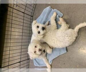 Maltese-Poodle (Toy) Mix Dogs for adoption in Victorville, CA, USA