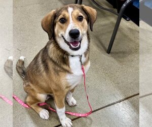 Beagle-Collie Mix Dogs for adoption in Batavia, OH, USA