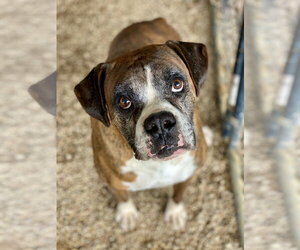 Boxer Dogs for adoption in Austin, TX, USA