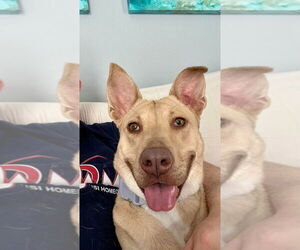 Huskies -Labrador Retriever Mix Dogs for adoption in Evansville, IN, USA