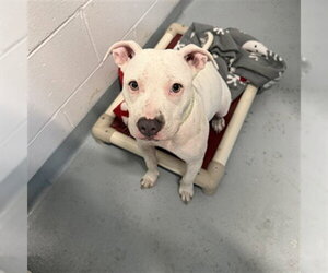 Mutt Dogs for adoption in St. Cloud, FL, USA