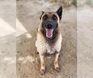Mutt Dogs for adoption in Bakersfield, CA, USA