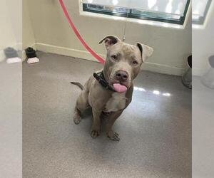 American Pit Bull Terrier Dogs for adoption in Pasadena, CA, USA