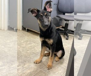 Chesapeake Bay Retriever-German Shepherd Dog Mix Dogs for adoption in Rustburg, VA, USA
