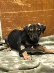 Medium Photo #1 American Staffordshire Terrier-German Shepherd Dog Mix Puppy For Sale in Whitestone, NY, USA