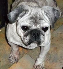 Pug Dogs for adoption in Camden, SC, USA