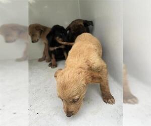 Labrador Retriever-Unknown Mix Dogs for adoption in Houston, TX, USA