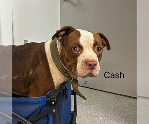 American Staffordshire Terrier-Unknown Mix Dogs for adoption in Palmetto, FL, USA
