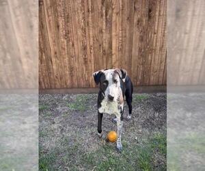 Border Collie-Pointer Mix Dogs for adoption in Plano, TX, USA