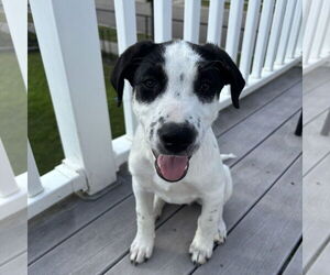 Labrador Retriever-Unknown Mix Dogs for adoption in Fargo, ND, USA