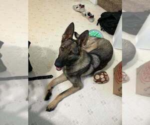 German Shepherd Dog Dogs for adoption in Aurora, IN, USA