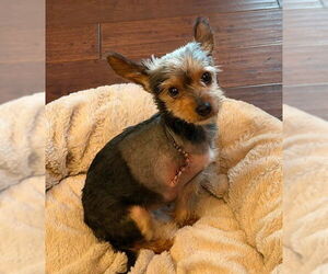 Mutt Dogs for adoption in San Diego, CA, USA