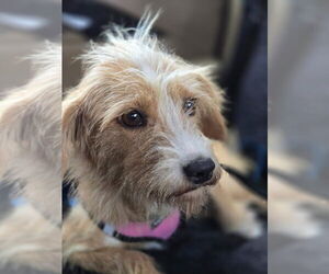 Mutt Dogs for adoption in Claremore, OK, USA