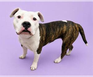 Mutt Dogs for adoption in HESPERIA, CA, USA