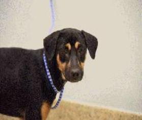 Doberman Pinscher Dogs for adoption in Bronx, NY, USA