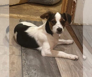 Rat Terrier-Unknown Mix Dogs for adoption in Oakhurst, NJ, USA