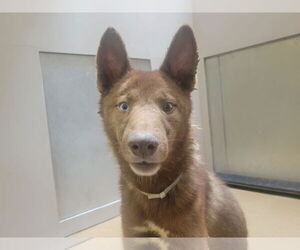 Siberian Husky-Unknown Mix Dogs for adoption in Martinez, CA, USA