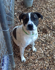 Boxer-Mastiff Mix Dogs for adoption in Erwin , TN, USA