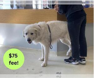 Great Pyrenees Dogs for adoption in Santa Cruz, CA, USA