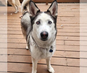 Siberian Husky Dogs for adoption in Omaha, NE, USA