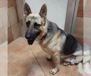 German Shepherd Dog Dogs for adoption in Von Ormy, TX, USA