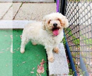 Poodle (Miniature) Dogs for adoption in Perth Amboy, NJ, USA