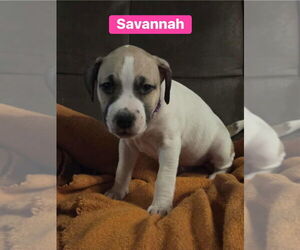 Mutt Dogs for adoption in Springdale, PA, USA